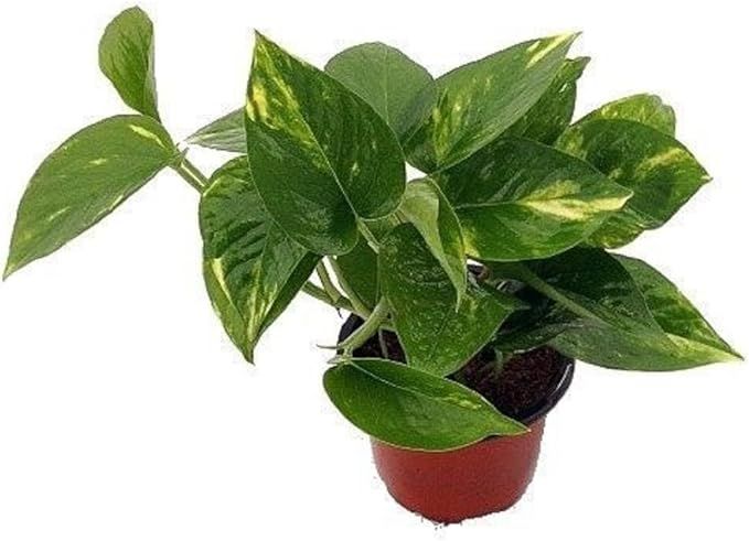 Golden Devil's Ivy - Pothos - Epipremnum - 4" Pot - Very Easy to Grow | Amazon (US)