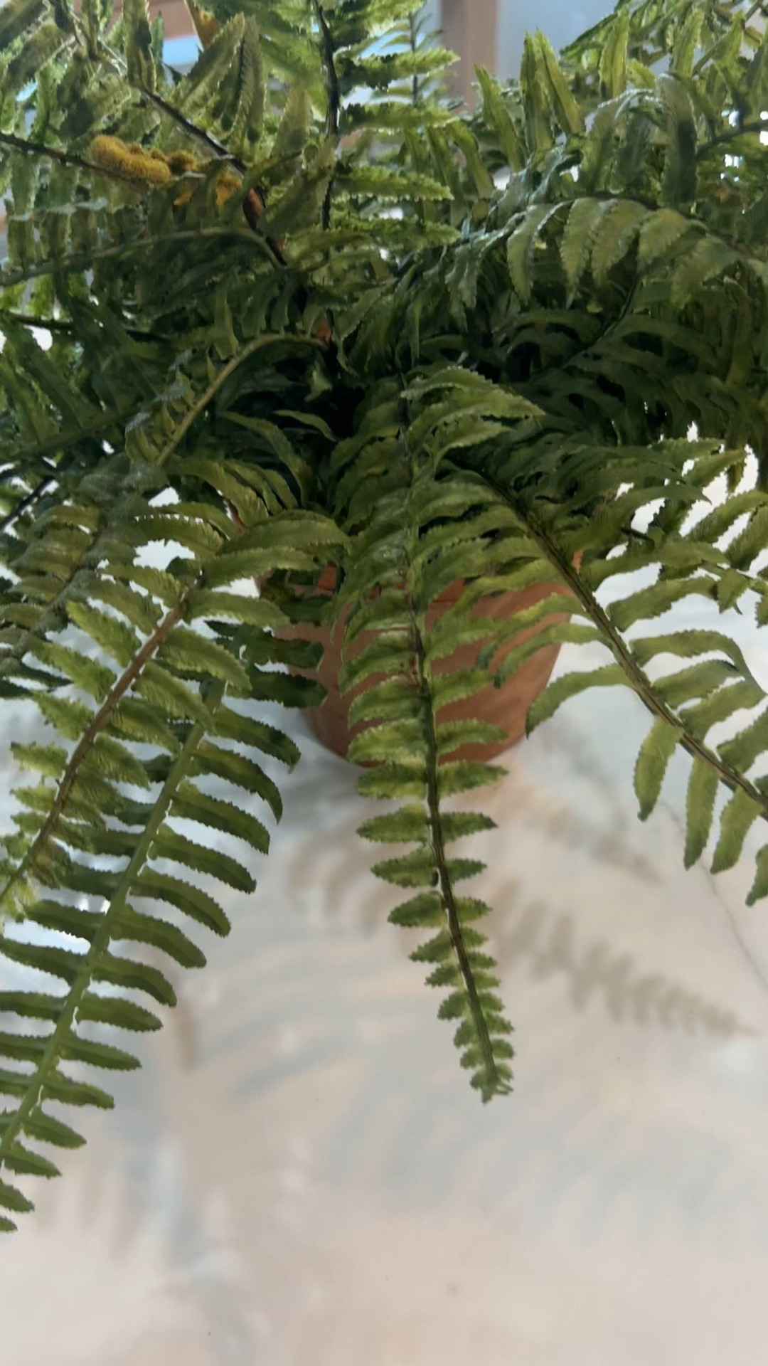 My most fav fern 🪴 