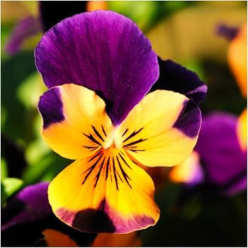 Seed Needs Edible Wildflower Seed Packet Collection (7 Varieties of Flower Seed for Planting) Non... | Amazon (US)