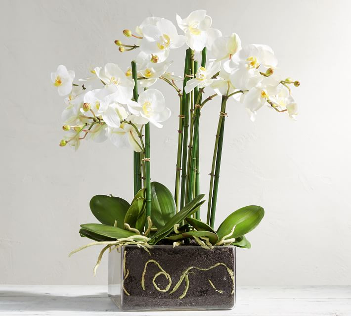 Faux Orchid Phalaenopsis Arrangement in Square Vase | Pottery Barn (US)