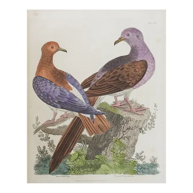 Antique English Hand Colored Bird Engraving | Chairish