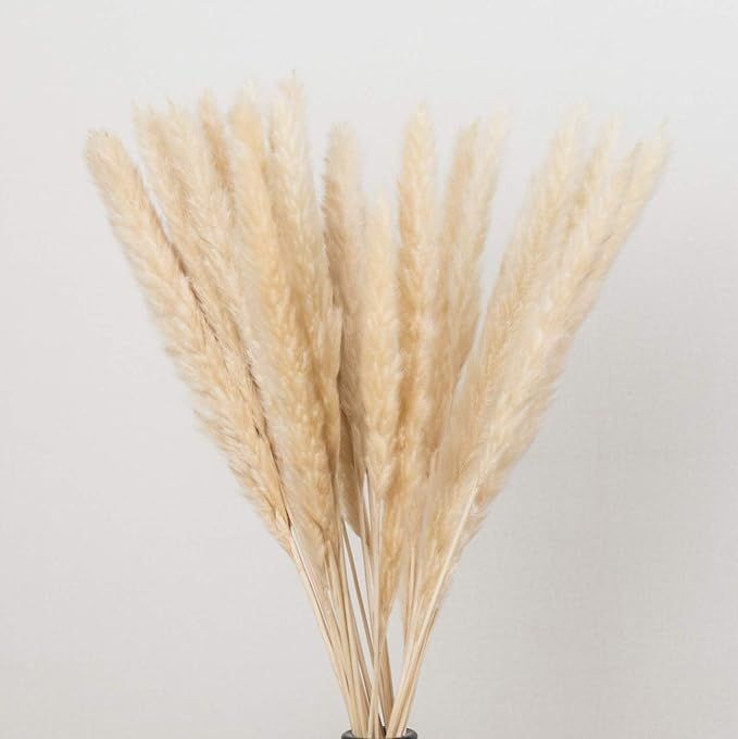 Dongliflower Natural Dried Pampas Grass, Phragmites Communis,Wedding Flower Bunch, 24” Tall for... | Amazon (US)