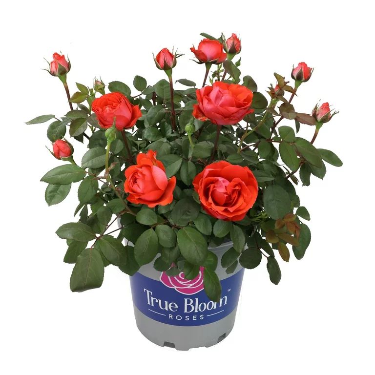 True Bloom Roses True Passion Red Rose Hybrid Tea Live Plant, 2 Gallon Pot | Walmart (US)