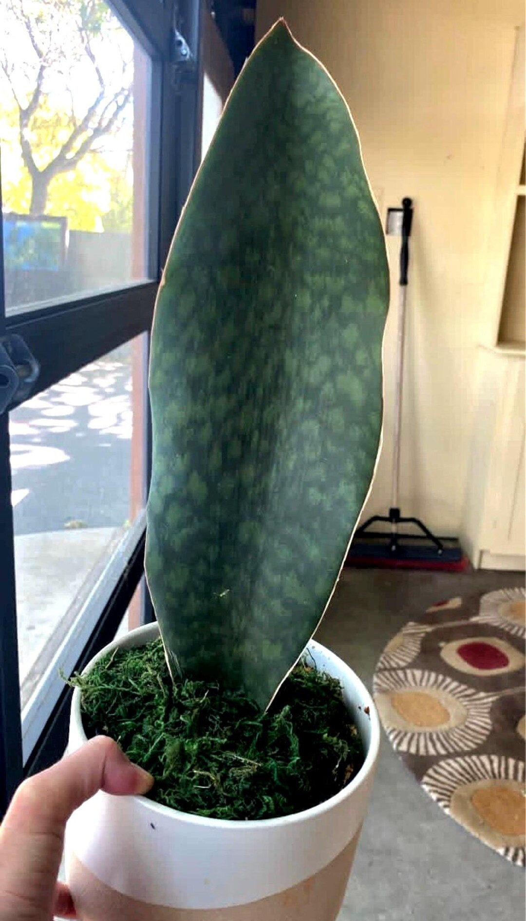 Whale Fin Sansevieria Plant - Masoniana Snake Plant - Etsy | Etsy (US)