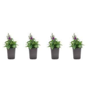 Pure Beauty Farms 1.38-Pint Angelonia Purple Flower in 4.5 in. Grower's Pot (4-Pack) DC45ANGEPUR4... | The Home Depot