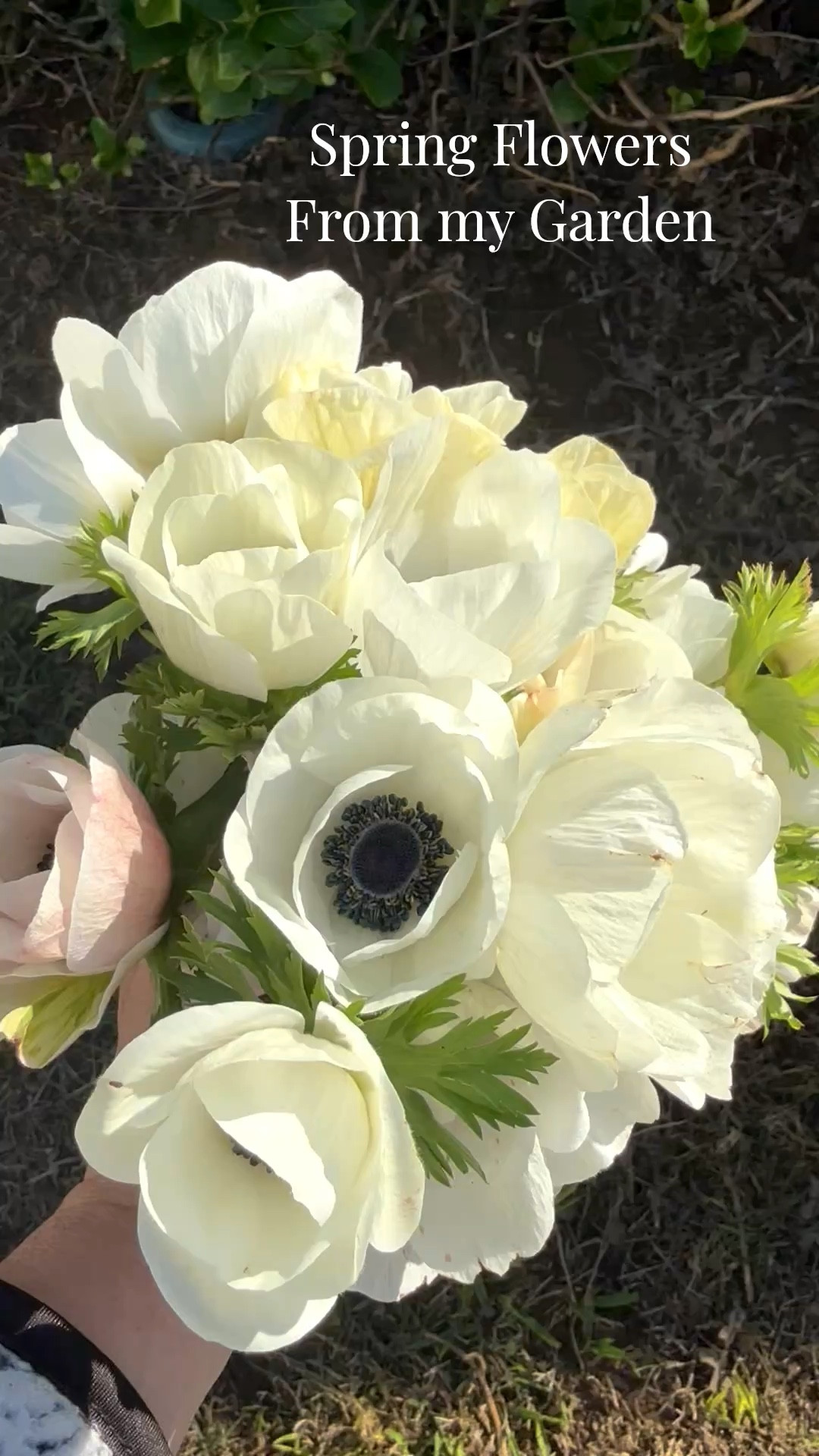 Anemones are one of my favorite spring flowers! I planted these bulbs last year and they are blooming better than ever this year! They’re so beautiful! I shared the stock tank we use as a raised garden bed (and a few other raised beds I love), my favorite soil and drippers we use to water the plants at our flower farm in Northern California 💗☀️🌸 

#LTKHome #LTKSeasonal #LTKdayinmylife