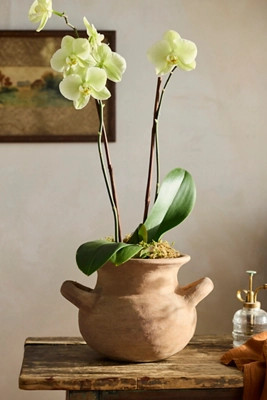 Amphora Jar Terracotta Planter | Terrain