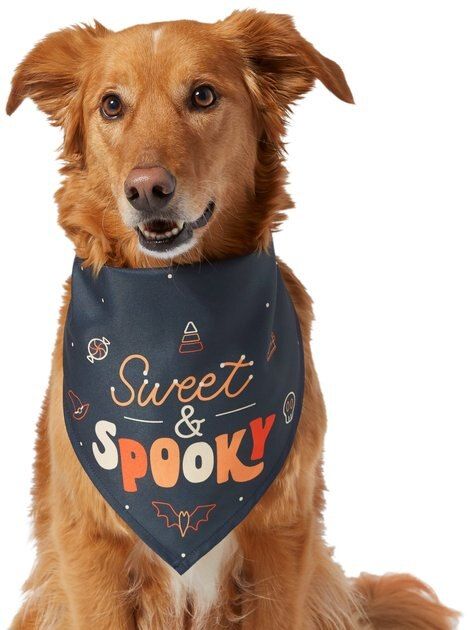 Frisco Sweet and Spooky Dog & Cat Bandana, Medium/Large | Chewy.com
