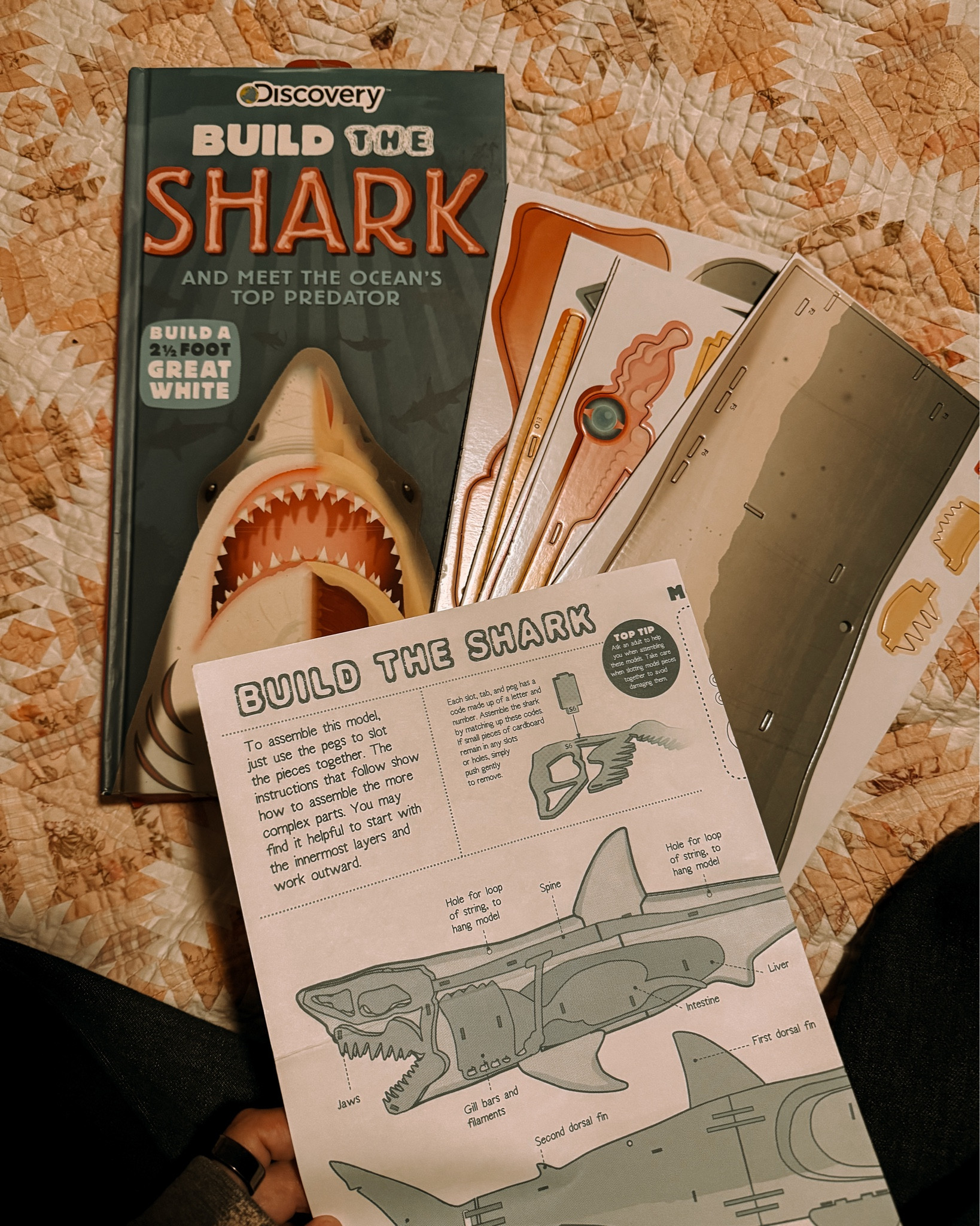 Build the shark book! Interactive books for kids, homeschooling books, homeschool, science, hands on books 

#LTKFindsUnder50 #LTKKids #LTKstorytime