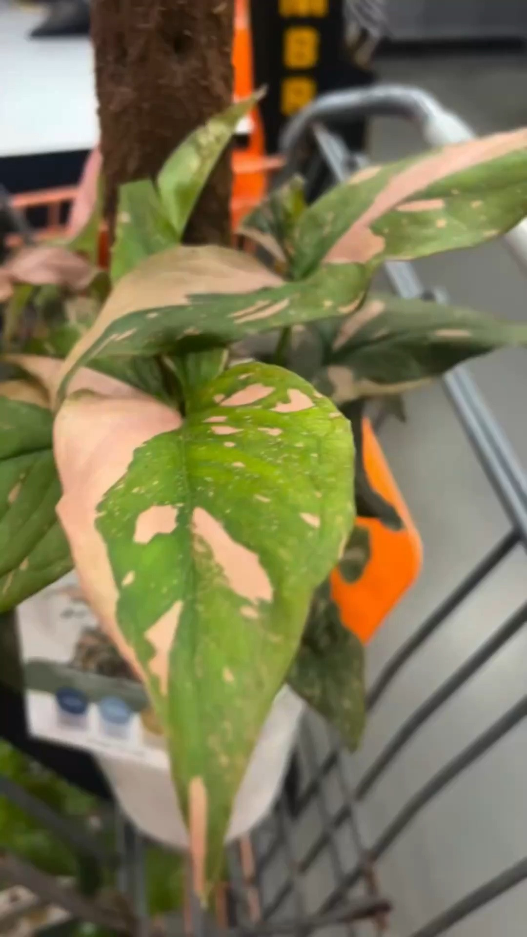 Plants make me Happy. 

#plantsmakepeoplehappy #plants #plantsmakemehappy #plants #indoorplants