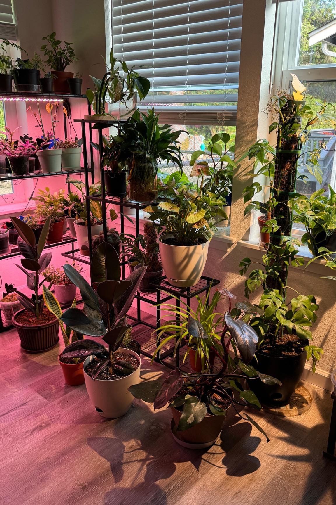 Plant stand holds a few nice size plants and looks pretty good. 

#LTKHome #LTKU #LTKSaleAlert