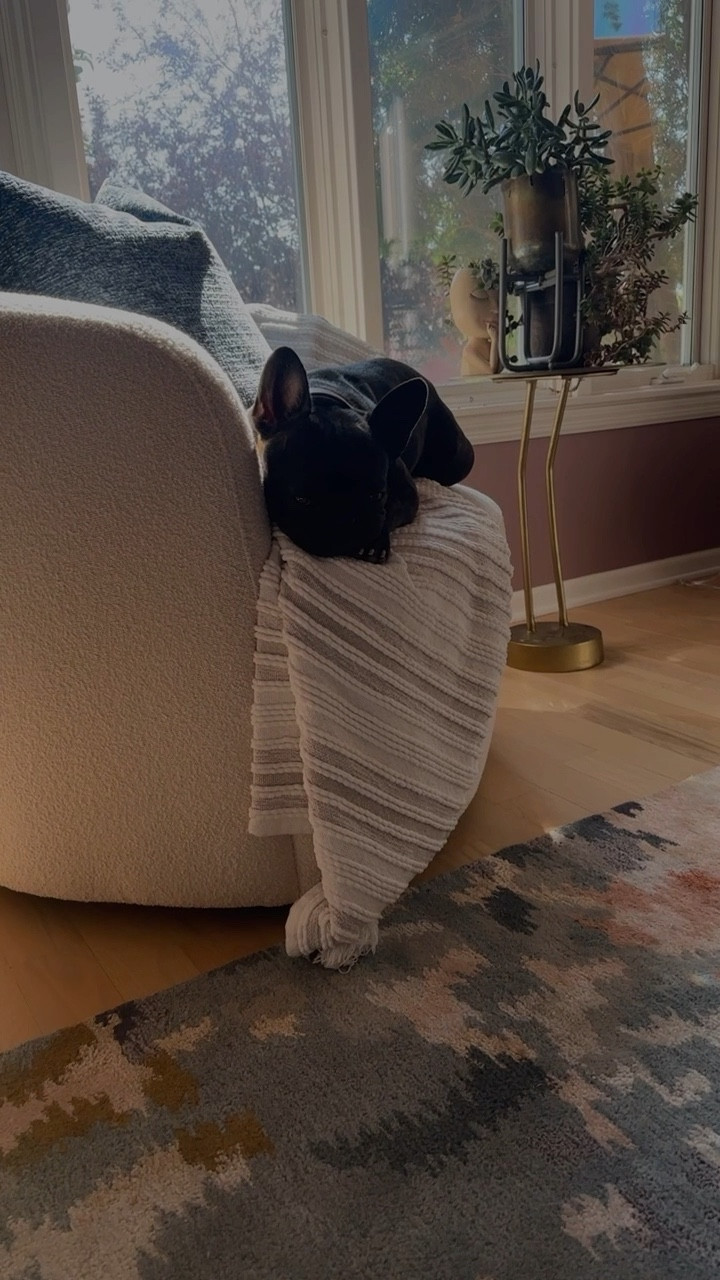 My frenchie boy loves taking naps on our cb2 Boucle chair dupe from Wayfair. 

#westelm #wildone #sunroom 

#LTKhome #LTKunder50 #LTKunder100