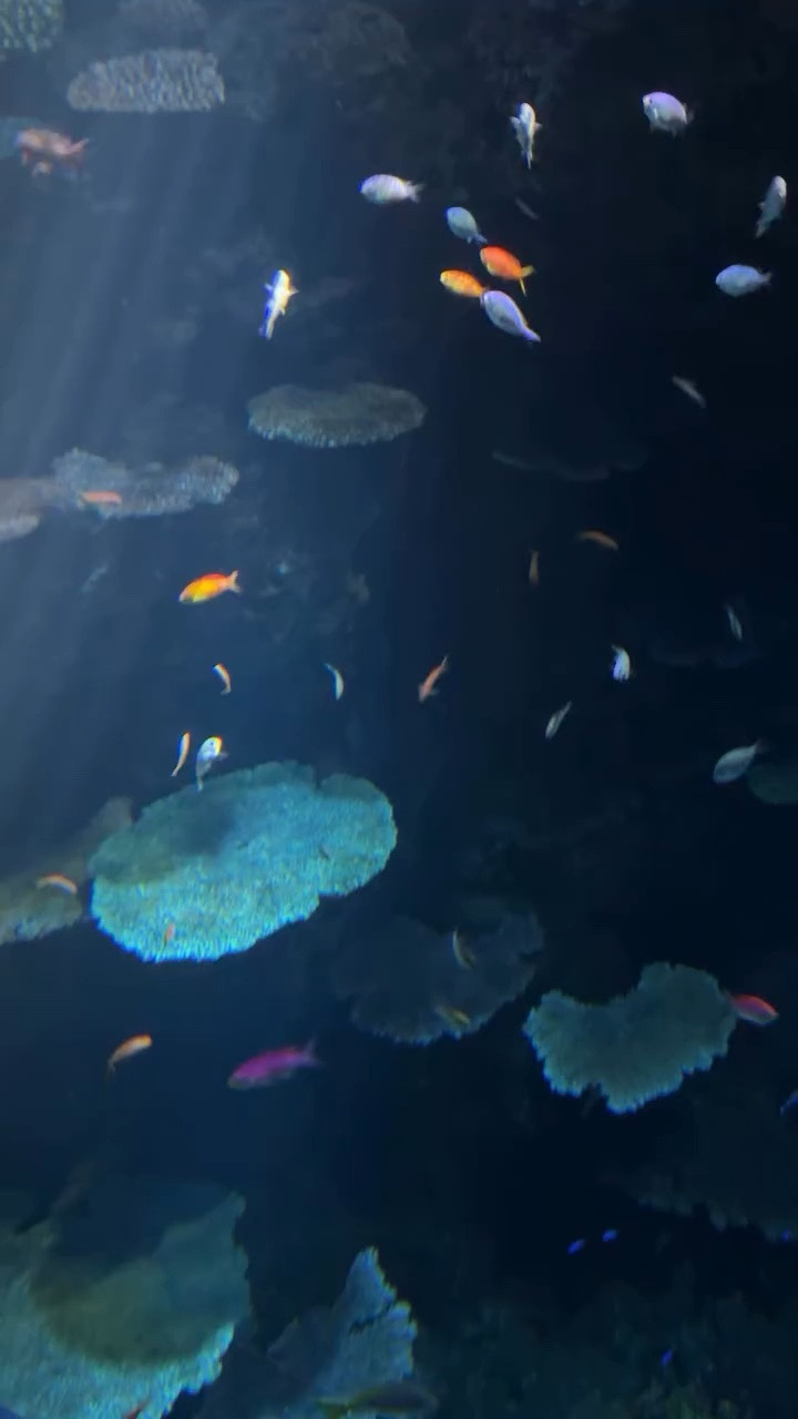 Linked what I’m wore on this amazing aquarium day with my family. 

#familytravel
#familyvacation
#classicstyle
#OOTD
#vacationoutfit

#LTKootd #LTKSeasonal #LTKSaleAlert