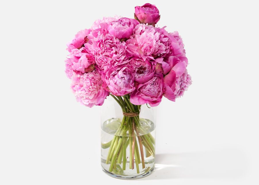 Double The Peony | UrbanStems