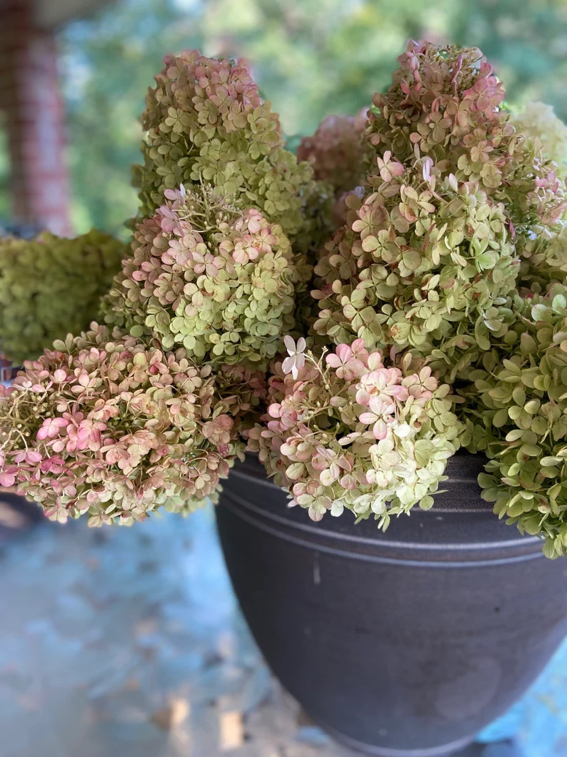 Dried Hydrangea stems | Paniculata Large or Medium Blooms | Beautiful Home Decor - Set of 5 - Pre... | Etsy (Global)