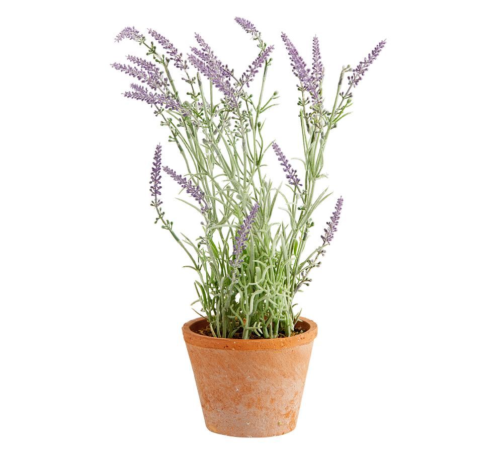 Faux Potted Lavender in Terra Cotta Pot | Pottery Barn (US)