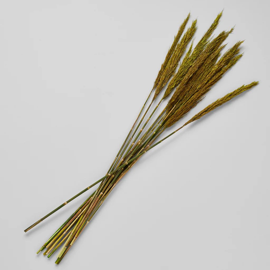 Dried Plume Reed, Green | Bloomist