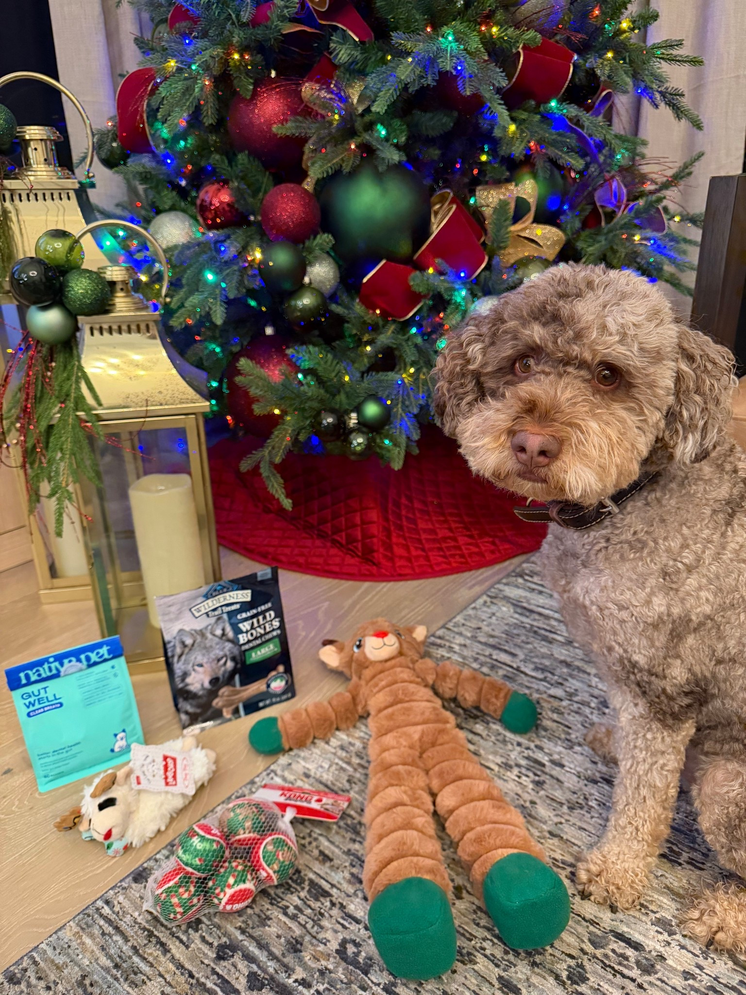 #ad Christmas came early for Dash! everything is from @petco 🥰♥️  #PetcoPartner