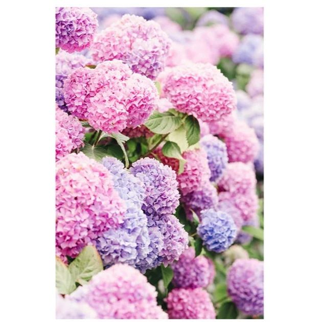 Pink Nantucket Hydrangeas Print | Cailini Coastal