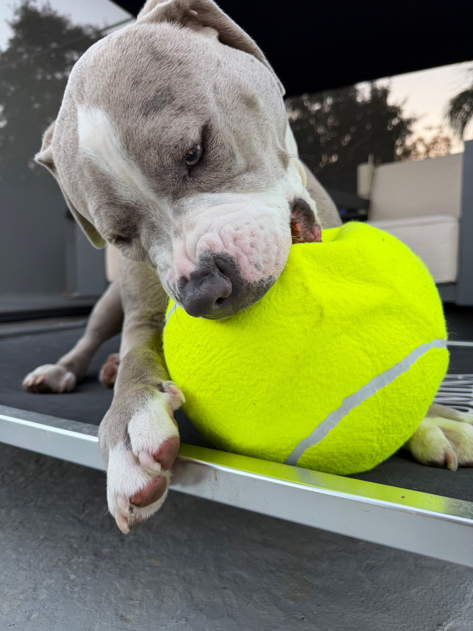 The tennis ball of your dogs dreams!!! 🤭

#LTKPets #LTKHome #LTKGiftGuide
