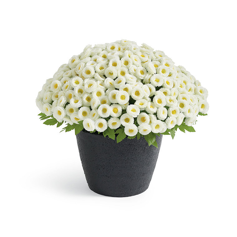 Mum Urn Filler | Grandin Road | Grandin Road