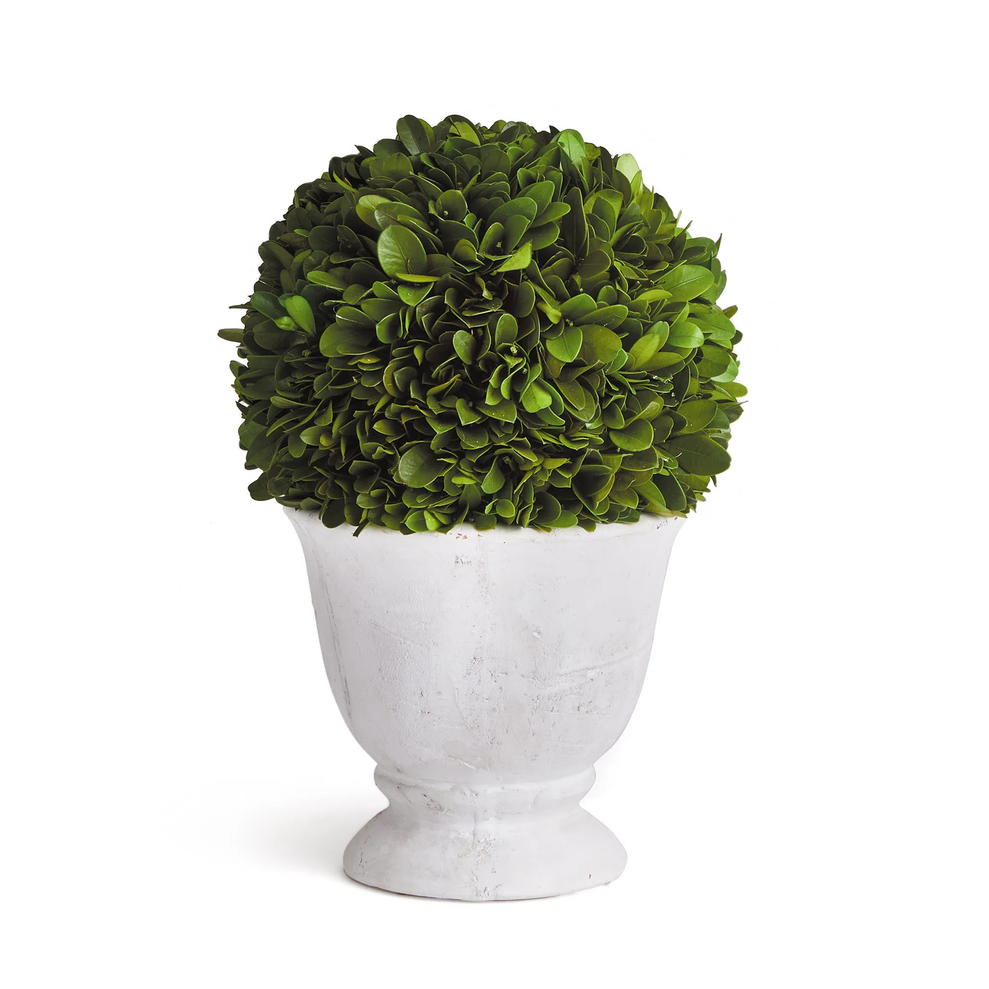 Katrina 9.5'' Boxwood Topiary in Ceramic Urn | Wayfair North America