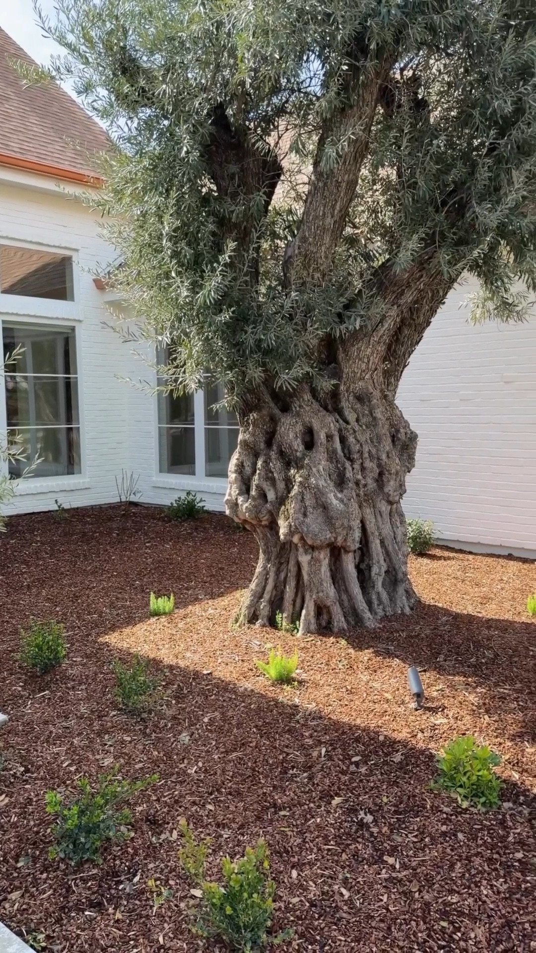 Before you panic about transplanting old olive trees… here’s what you should know…🫒 

* They have compact root systems.
* They’re drought-tolerant.
* They’ve lived peacefully next to homes for hundreds of years. (yes, if planted too close to a home as a young tree you “could” have problems in a 50+ years) 

So no… they’re not coming for our foundation…
but they are coming for old-world charm. 🤌🏼

#LTKstorytime #LTKdayinmylife #LTKHome