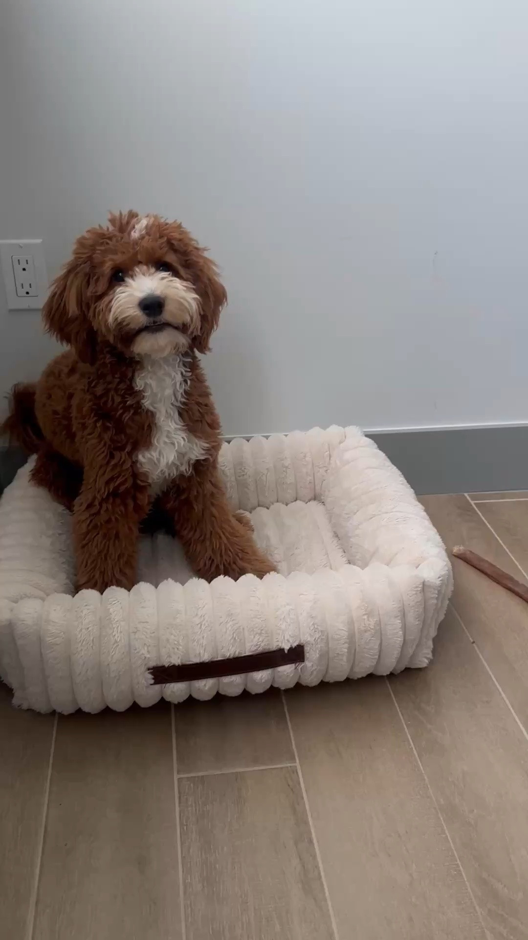 One of Daps favorite things… ohhhh he loves a good massage...

#dogmomlove #puppylife #dailydoseofDaps #xoJalonda #puppylove

#LTKmomlife #LTKBaby #LTKHome