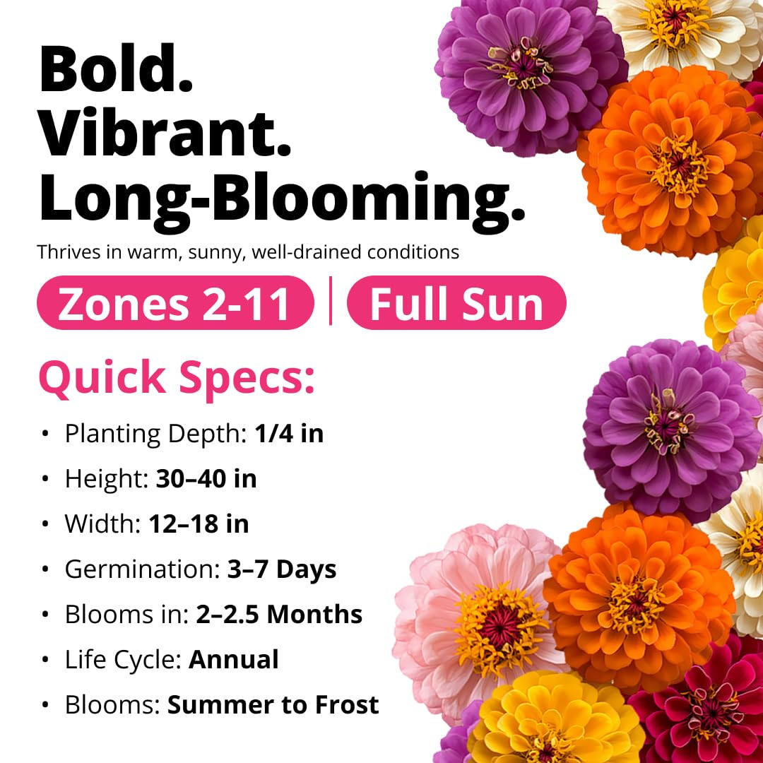 HOME GROWN Zinnia Dahlia Seeds Pack for 2026 Non GMO 524 Flower Seeds | Vibrant Zinnia Elegans fo... | Amazon (US)