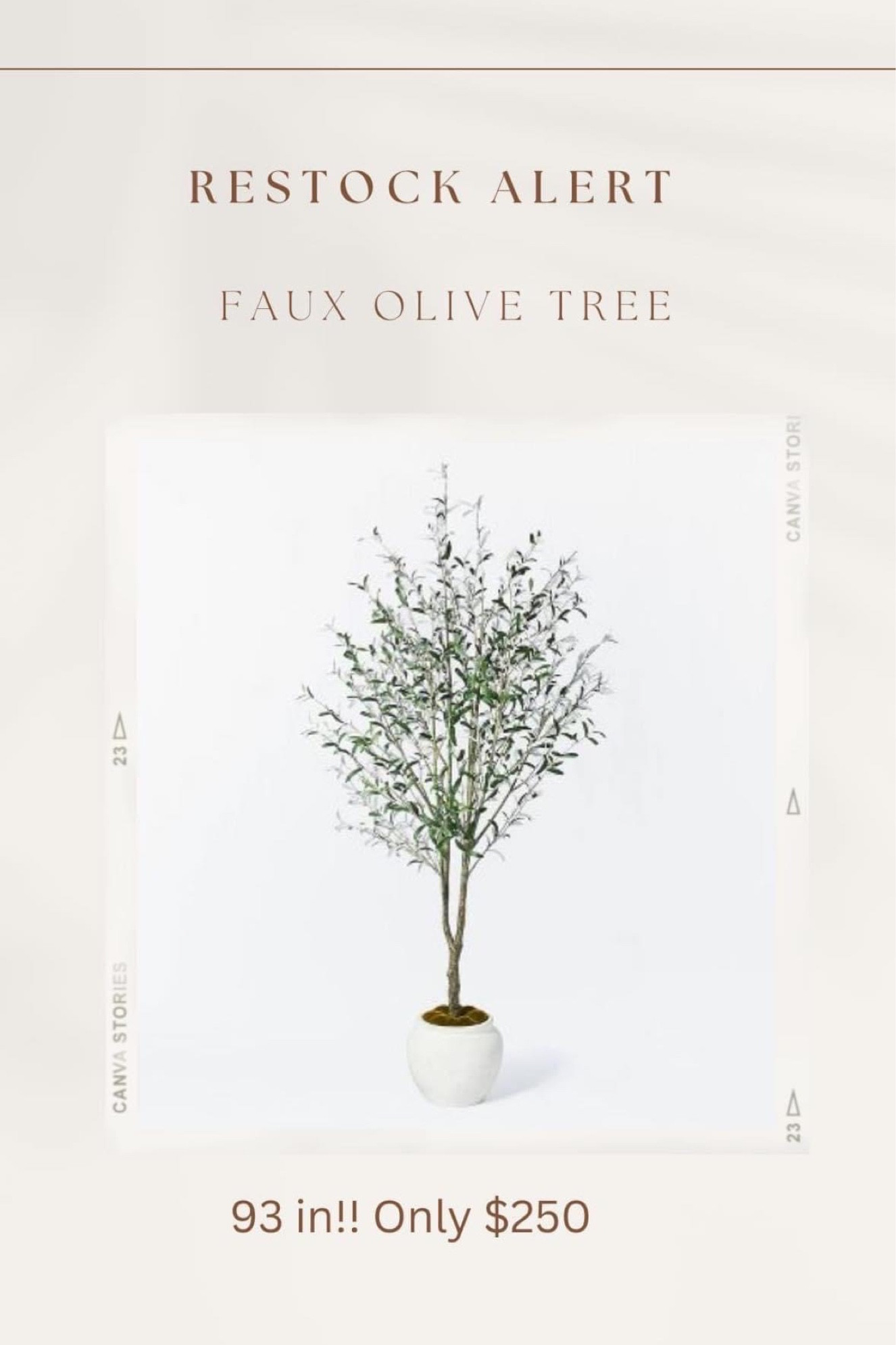 Group favorite olive tree is back in stock!! Has been out of stock for months!!! 🏃‍♀️🏃‍♀️ Huge - 93” & comes with this planter!! 