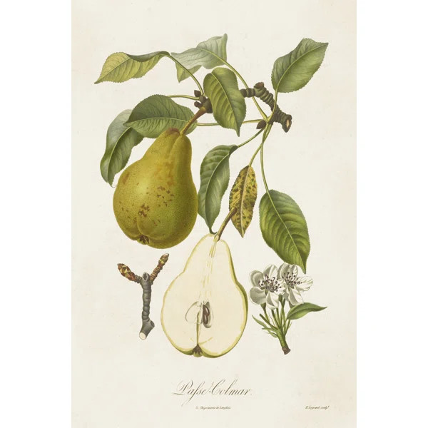Vintage Pears II On Canvas Print | Wayfair North America