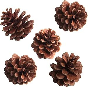 SBYURE 20 Pack Bulk Package of Natural Pinecones for Crafts Home Decor Vase Filler | Amazon (US)