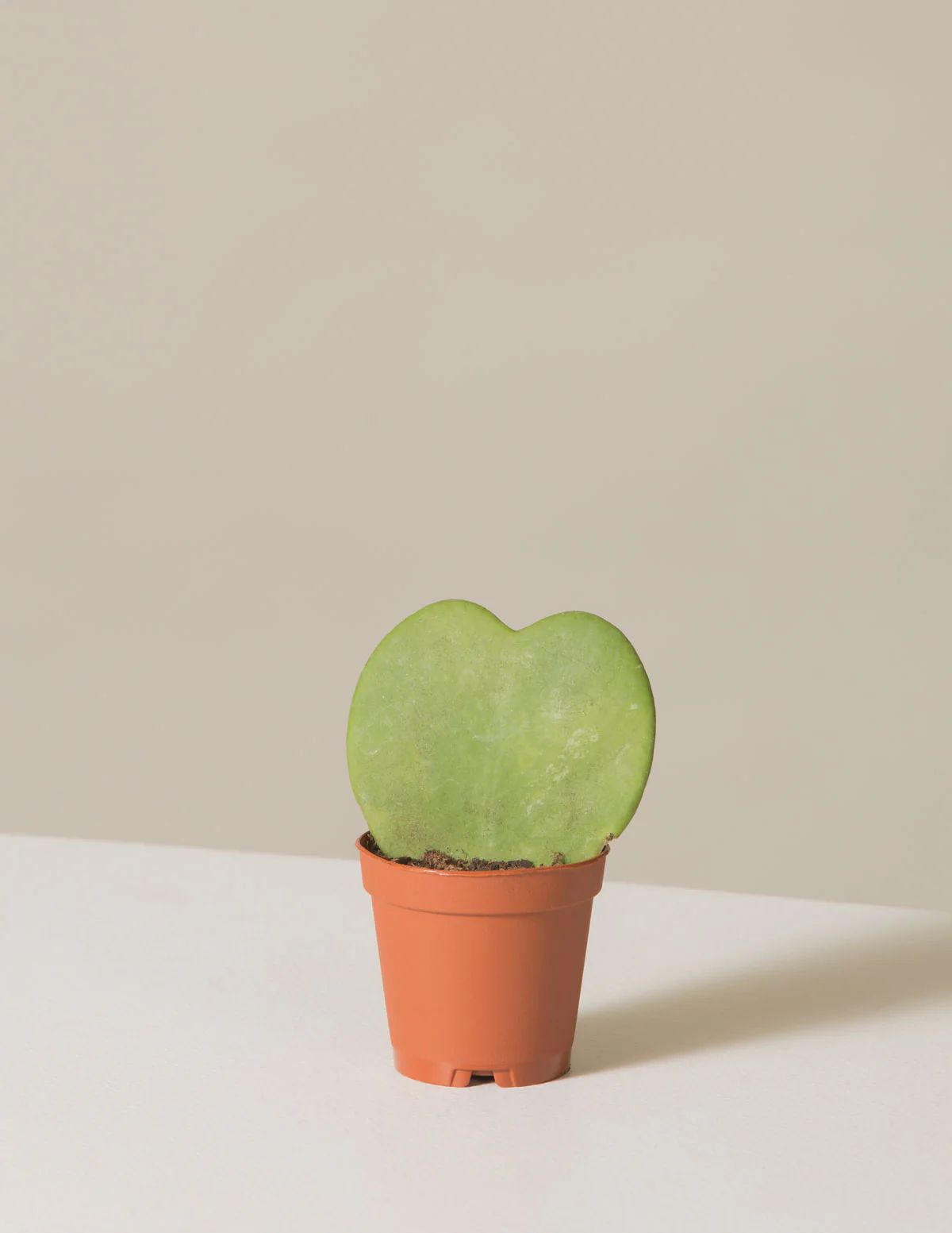 Hoya Heart Plant | The Sill