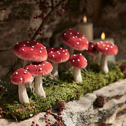 Velvet Mushrooms on Grassy Knoll | Terrain