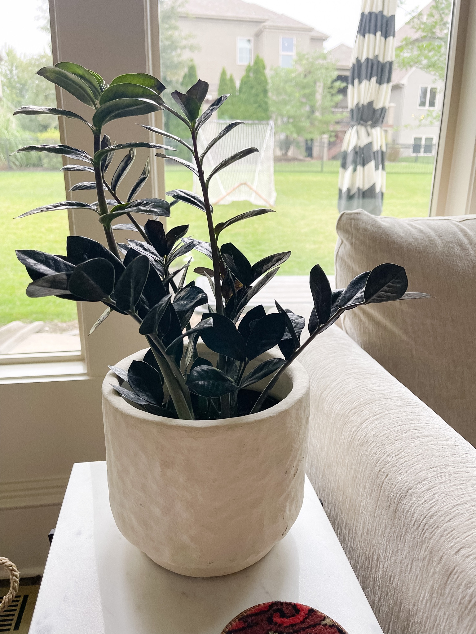 Raven ZZ plant live

#LTKhome #LTKunder50