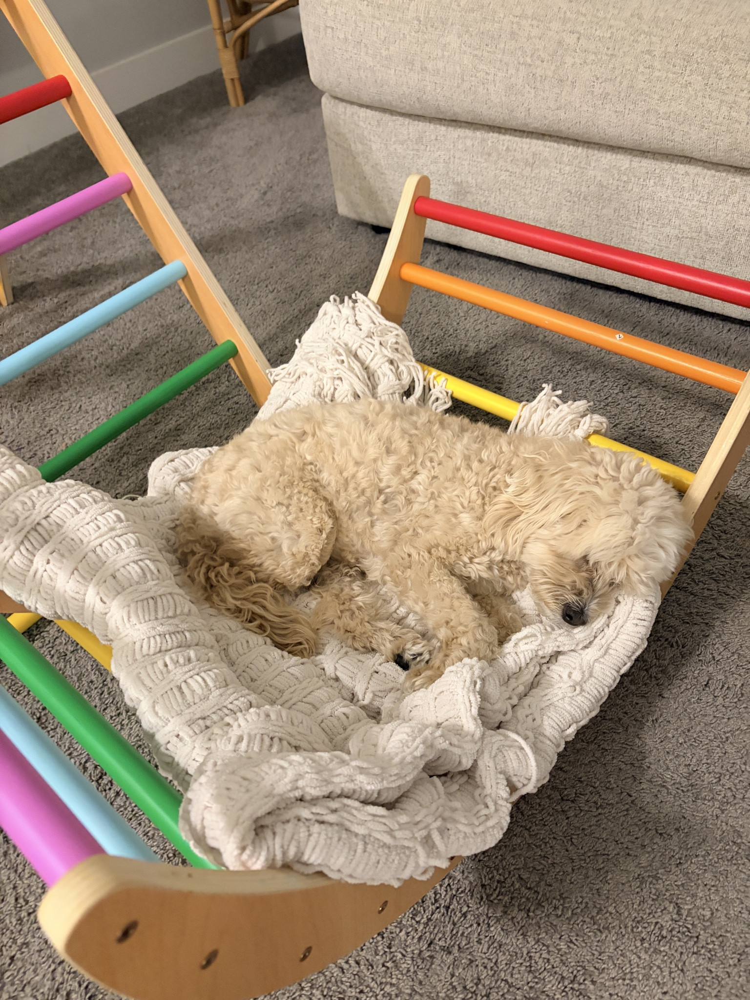 Which one makes the perfect Christmas gift? 🎁 🐶

#LTKSeasonal #LTKmomlife