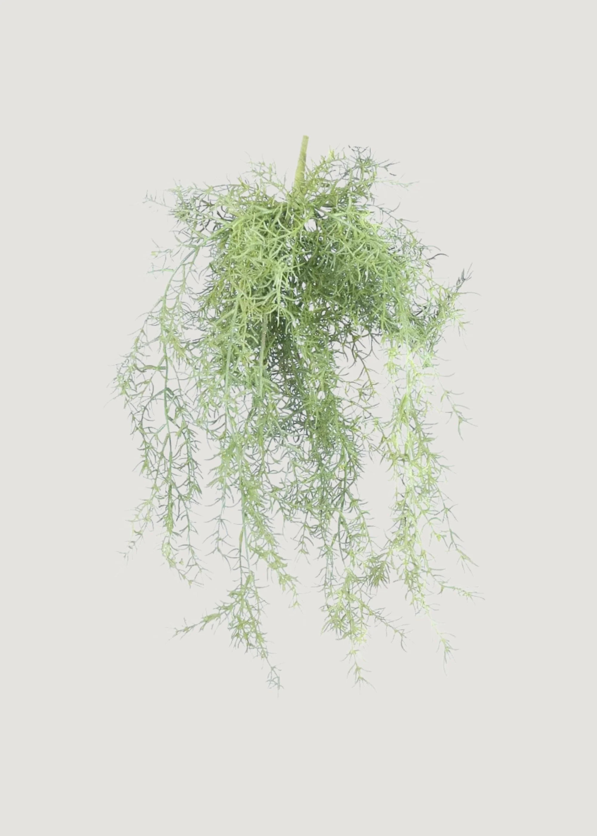 Faux Hanging Asparagus Fern - 22" | Afloral | Afloral