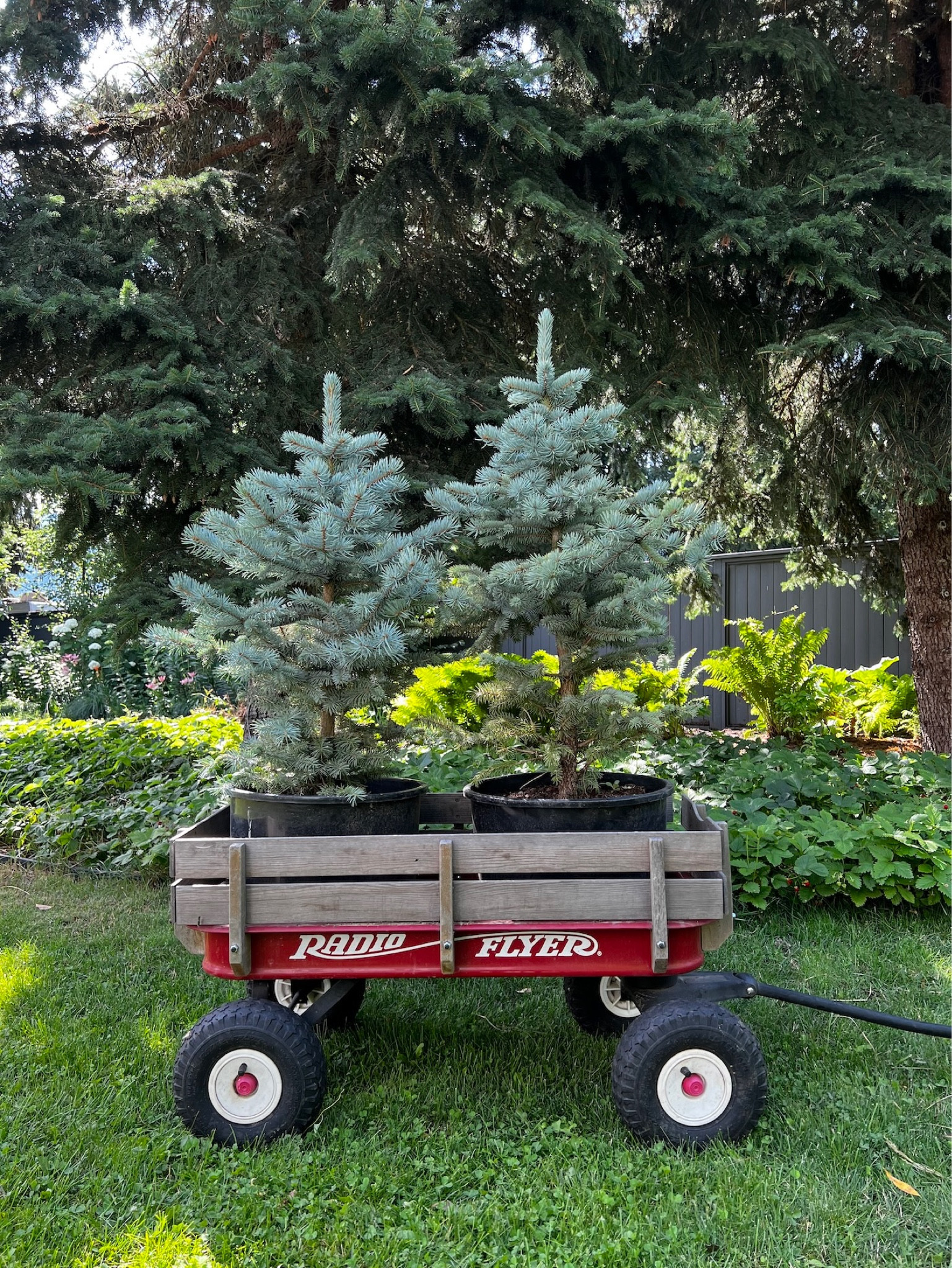 We planted these Baby Blue dwarf spruce trees 🌲 this year 😍 getting the yard landscaped slowly for a bit of curb appeal 🌲

#LTKhome #LTKkids #LTKfamily