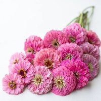 Benary's Giant Bright Pink Zinnia 25 Seeds Packet | Etsy (US)