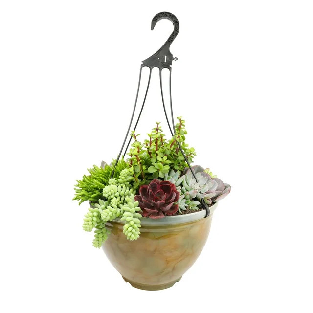 Element 12IN Deco Pot Hanging Basket Succulent Garden, Live Plants | Walmart (US)