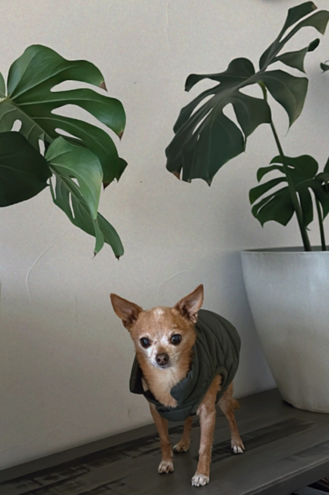 Cold weather vest for you dog 🩷 they are fuzzy on the inside! 



Dog coat / small dog clothes / sweater 

#LTKfindsunder50 #LTKGiftGuide #LTKfamily