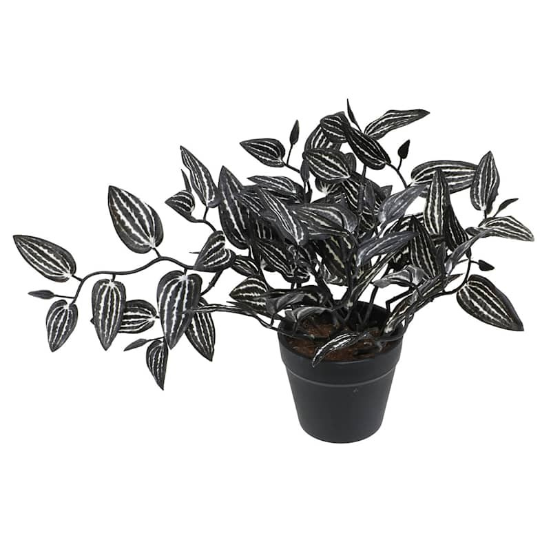 Black Wandering Jew Plant Arrangement, 9" | At Home