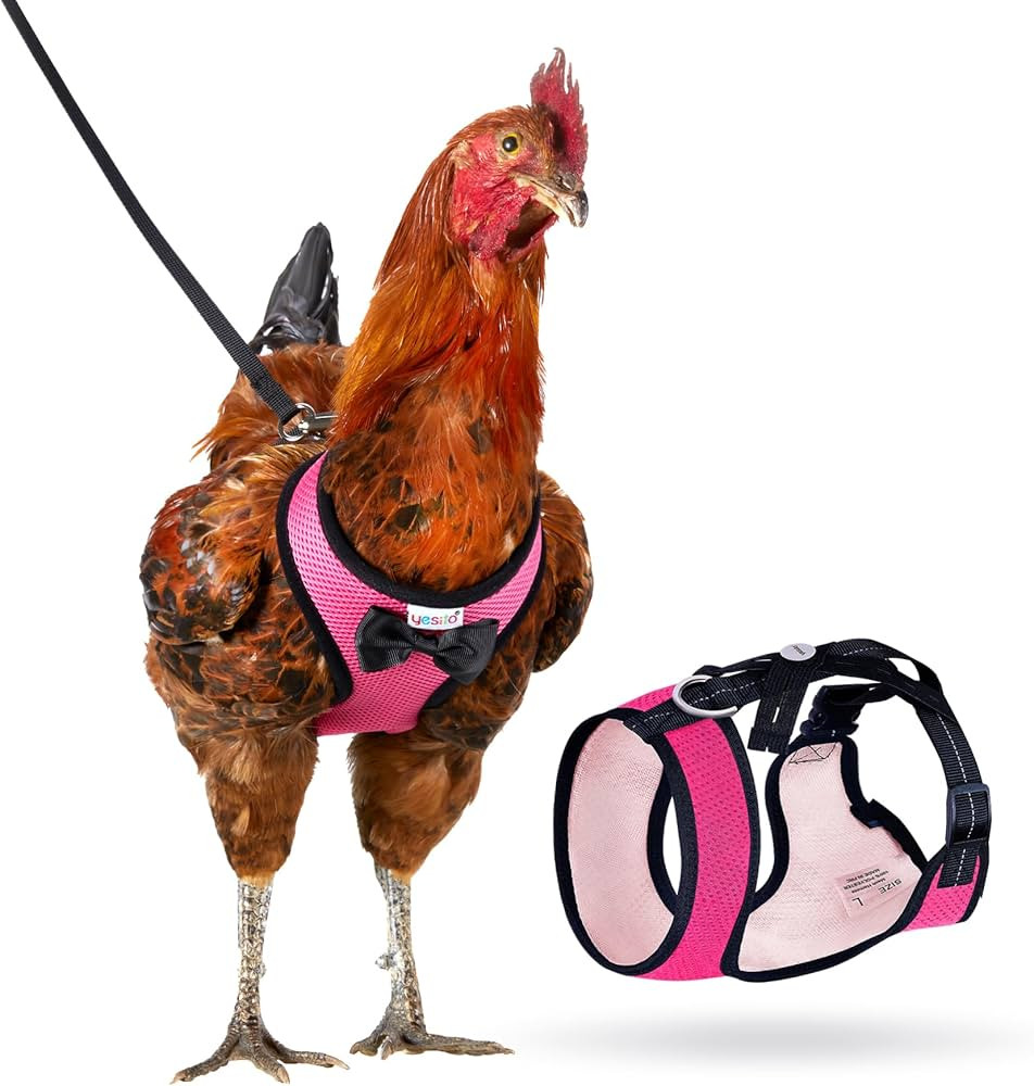 Chicken Harness Hen size with 6-foot Matching belt, Comfortable, Breathable, Small Size, Suitable... | Amazon (US)