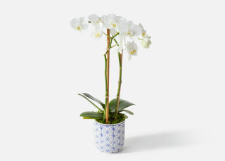 The Murano | UrbanStems