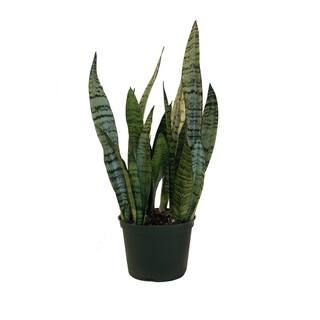 United Nursery Sansevieria Zeylanica Live Indoor Snake Plant Shipped in 6 in. Grower Pot 14 in. -... | The Home Depot