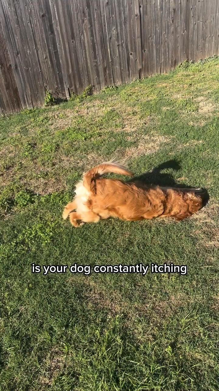 I feel like every dog owner knows the struggle of constant itching, paw licking, and grass rolling 😅 it was nonstop for Molly for a while!!!

#LTKmomlife #LTKmorningroutine #LTKstorytime
