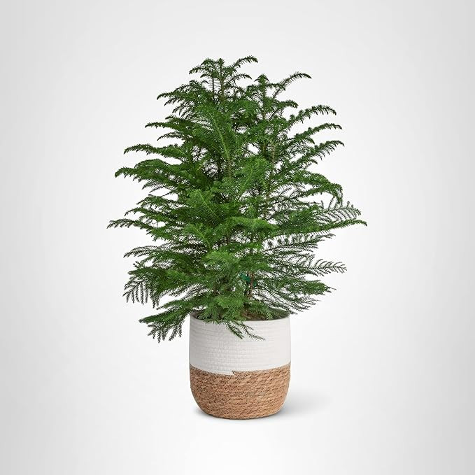 Costa Farms Norfolk Island Pine Live Christmas Tree, House Plant in Decorative Holiday Pot, Easy ... | Amazon (US)