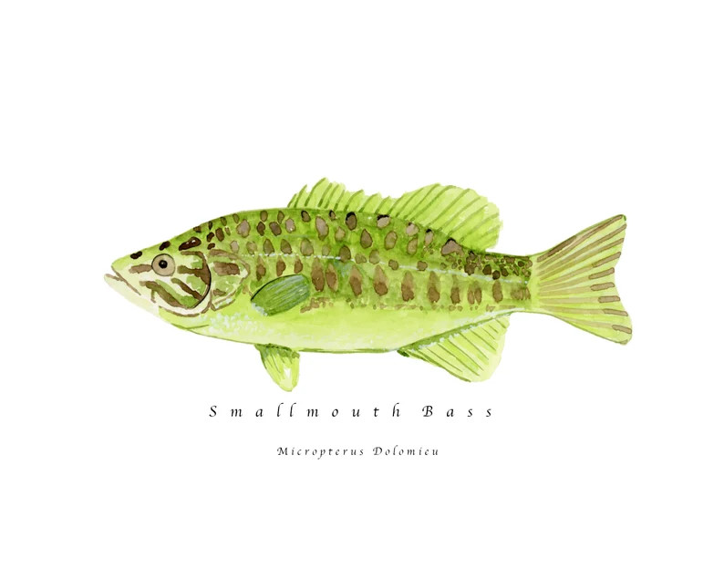 Smallmouth Bass Watercolor Painting, Smallmouth Bass Watercolor Print, Watercolor Bass, Fishing A... | Etsy (US)