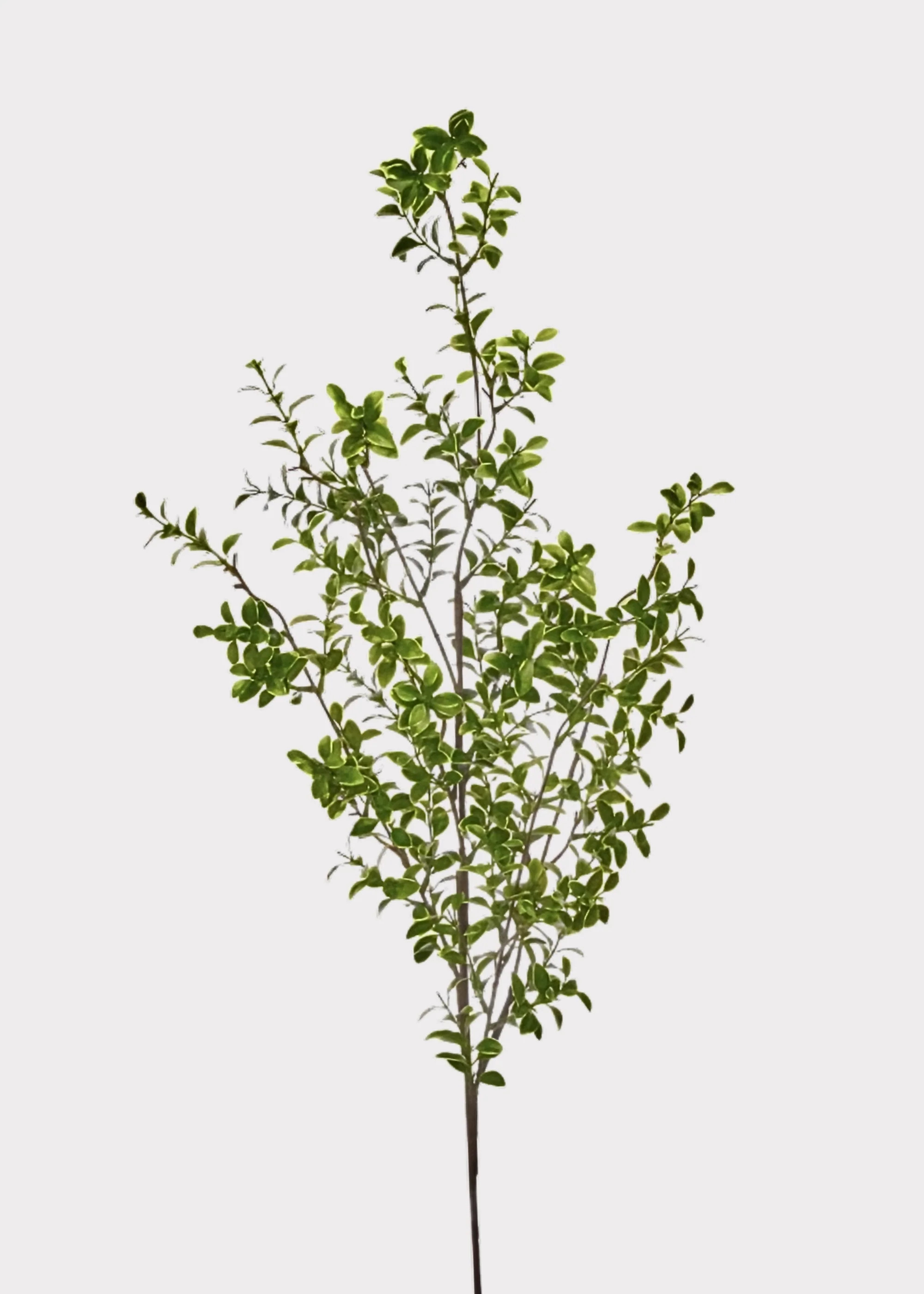 Tall Artificial Boxwood Branch - 48" | Afloral