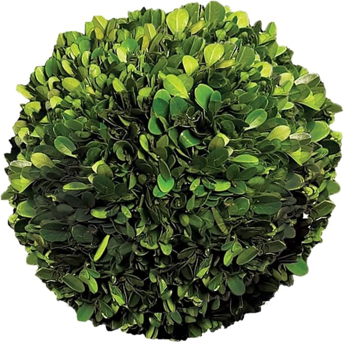 Serene Spaces Living Preserved Boxwood Ball, Genuine Green Leaves & Simple Care, Use as Vase Fill... | Amazon (US)